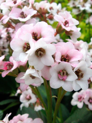 Бадан Драгонфлай Энджел Кисс (Dragonfly Angel Kiss)