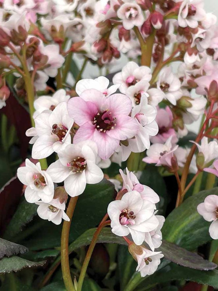 Бадан Драгонфлай Энджел Кисс (Dragonfly Angel Kiss) купить с доставкой