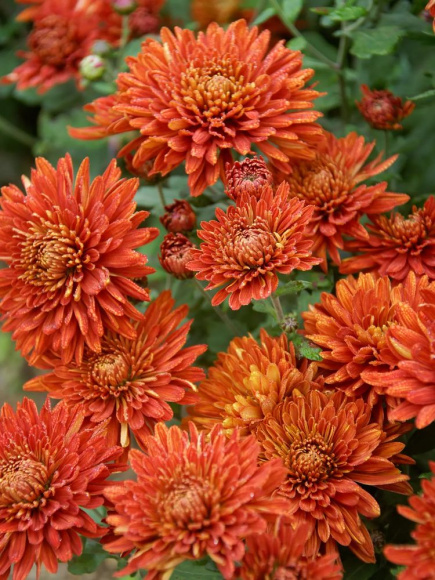 Хризантема мультифлора Брансаунд Дарк Оранж (Bransound Dark Orange) купить с доставкой