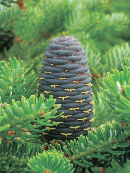 Пихта сибирская (Abies sibirica) купить с доставкой