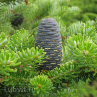 Пихта сибирская (Abies sibirica) Пихта сибирская (Abies sibirica)