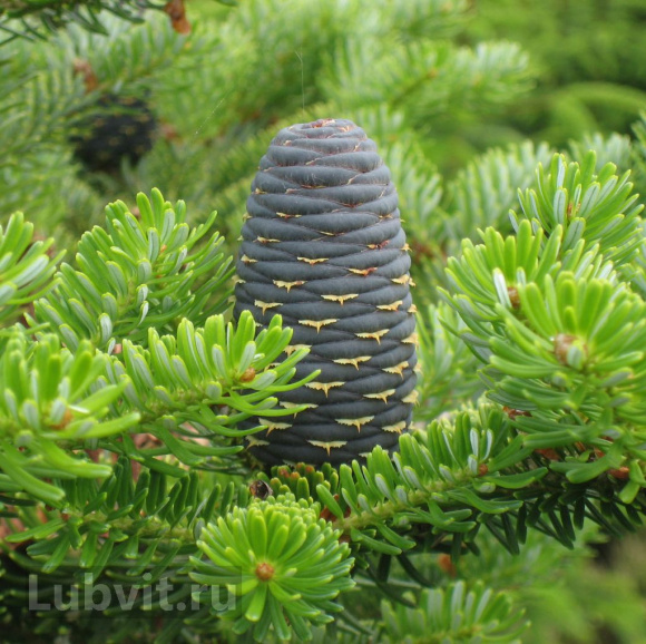 Пихта сибирская (Abies sibirica) купить с доставкой