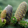 Шишки пихты сибирской
 (Abies sibirica)
