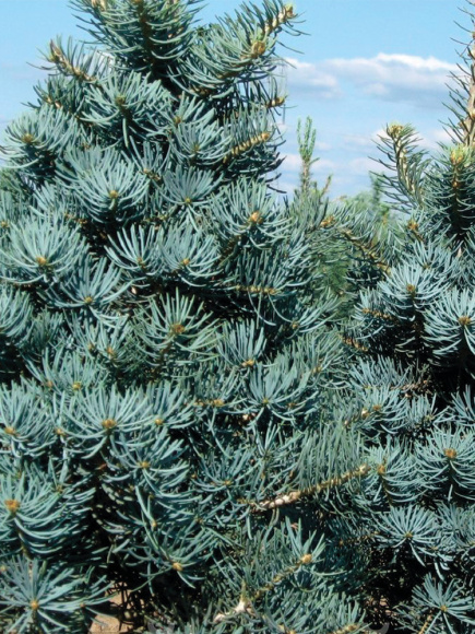 Пихта Конколор (CONCOLOR) купить с доставкой