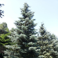 Пихта Конколор (CONCOLOR) Пихта Конколор (CONCOLOR)