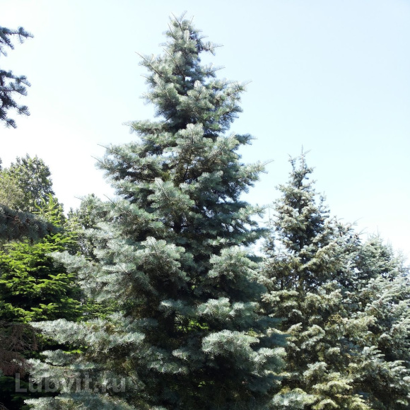 Пихта Конколор (CONCOLOR) купить с доставкой
