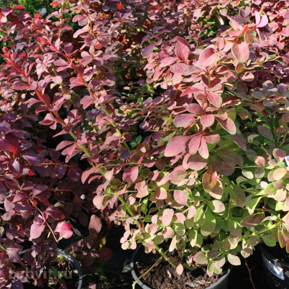 Барбарис Голден Ринг (Golden Ring) купить с доставкой