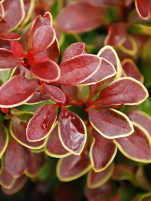 Барбарис Голден Ринг (Golden Ring)