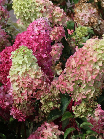 Гортензия Фрайз Мельба (Fraise Melba) метельчатая купить с доставкой