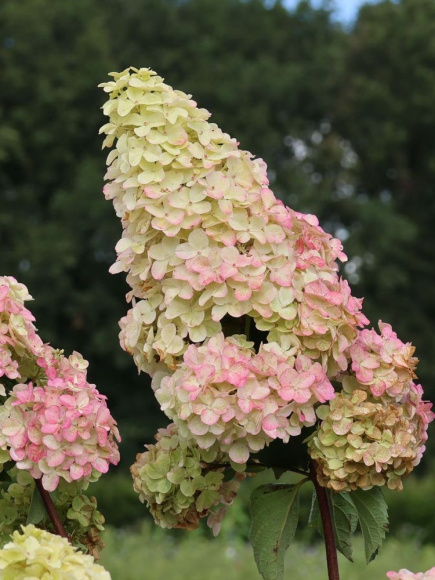 Гортензия Фрайз Мельба (Fraise Melba) метельчатая купить с доставкой