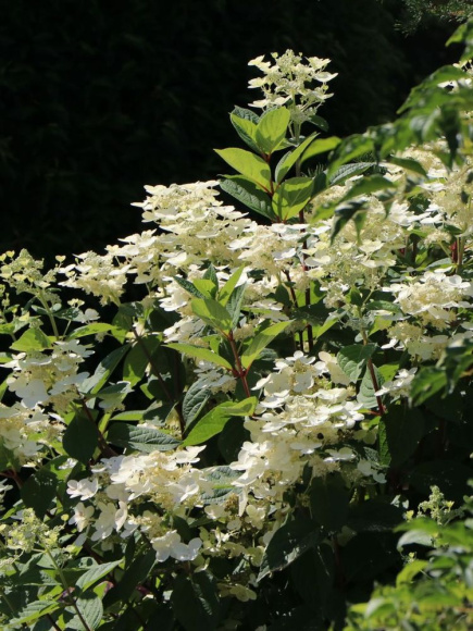 Гортензия Фурор (Early Sensation) метельчатая купить с доставкой