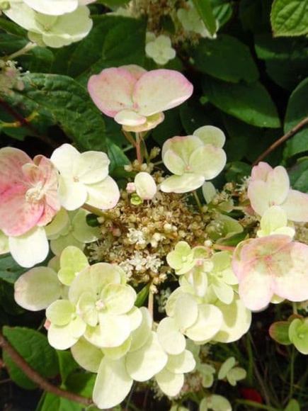 Гортензия Фурор (Early Sensation) метельчатая купить с доставкой