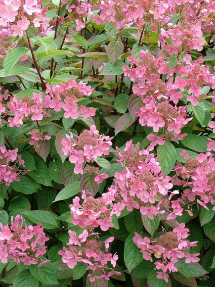 Гортензия Фурор (Early Sensation) метельчатая купить с доставкой