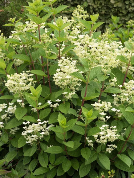 Гортензия Фурор (Early Sensation) метельчатая купить с доставкой