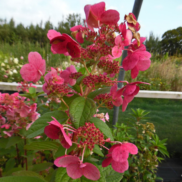 Гортензия Фурор (Early Sensation) метельчатая купить с доставкой