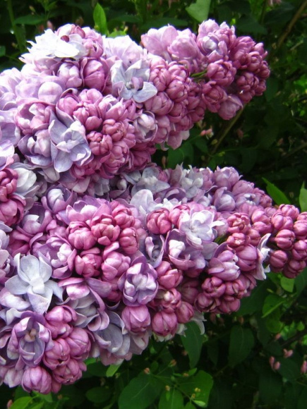 Сирень Жди меня PBR купить с доставкой