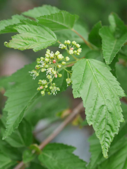 Клен Татарский купить с доставкой