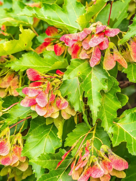 Клен Татарский купить с доставкой