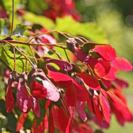 Клен Татарский Клен Татарский