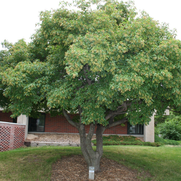 Клен Татарский купить с доставкой
