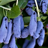 Жимолость Бакчарский Великан Жимолость Бакчарский Великан