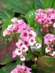 Бадан Бах (Bach) Бадан Бах (Bach)