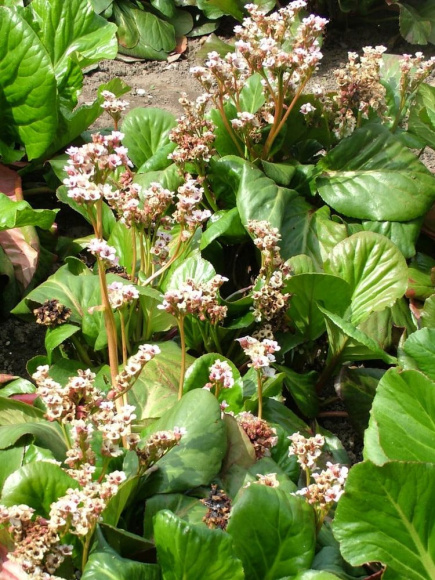 Бадан Бах (Bach) купить с доставкой