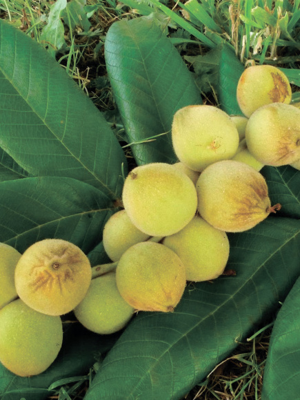 Орех маньчжурский Максим (Maxim) купить с доставкой