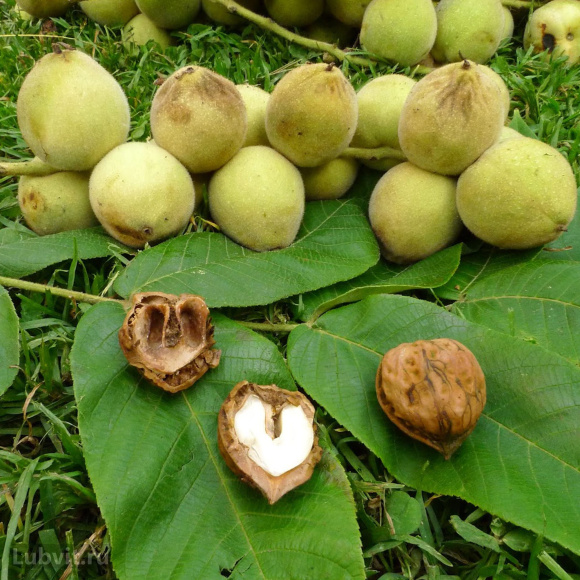 Орех маньчжурский Максим (Maxim) купить с доставкой Орех маньчжурский Максим (Maxim) купить с доставкой