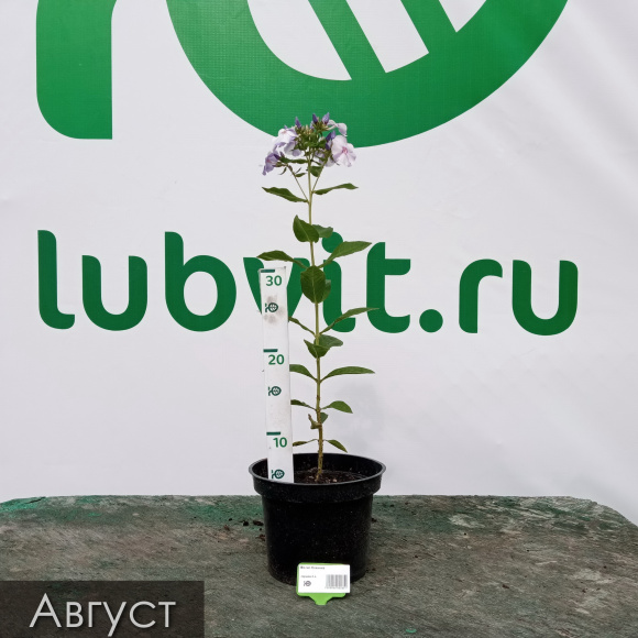 Флокс Новинка купить с доставкой Флокс Новинка купить с доставкой