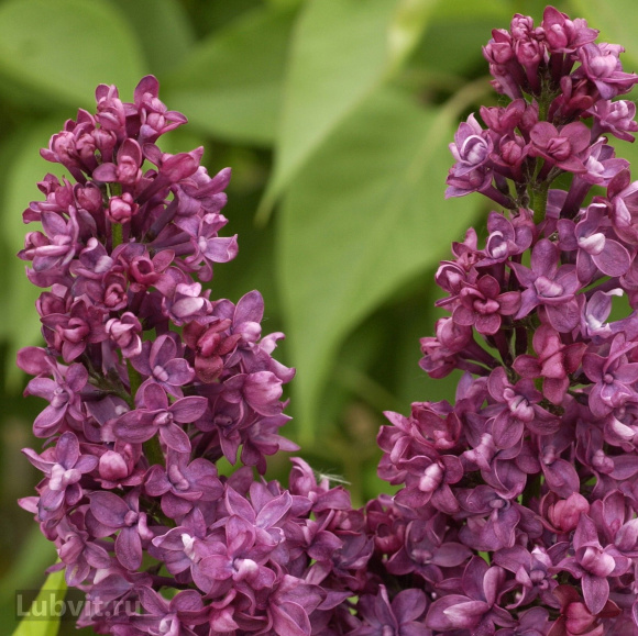 Сирень Шарль Жоли (Charles Joly) купить с доставкой