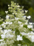Гортензия Вайт Голиаф (White Goliath) метельчатая купить с доставкой