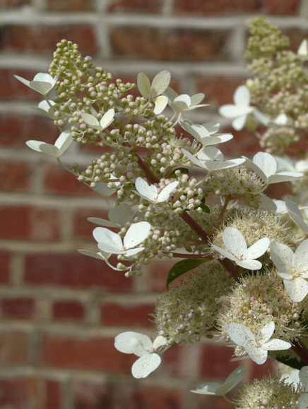 Гортензия Вайт Голиаф (White Goliath) метельчатая купить с доставкой