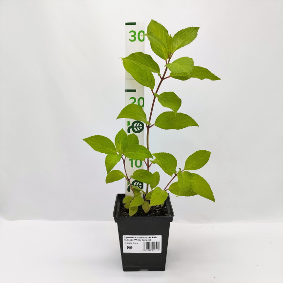 Гортензия Вайт Голиаф (White Goliath) метельчатая купить с доставкой Гортензия Вайт Голиаф (White Goliath) метельчатая купить с доставкой