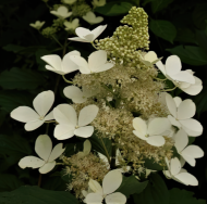 Гортензия Вайт Голиаф (White Goliath) метельчатая Гортензия Вайт Голиаф (White Goliath) метельчатая