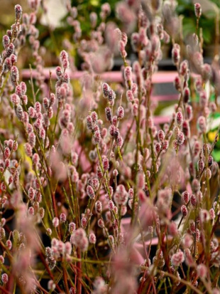 Ива Маунт Асо (Mount Aso)