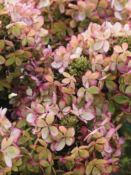 Гортензия Жемчужина Фестиваля (Perle de Festival) метельчатая купить с доставкой