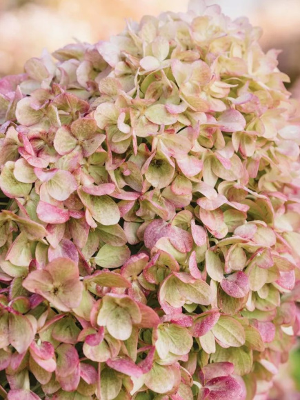 Гортензия Жемчужина Фестиваля (Perle de Festival) метельчатая купить с доставкой