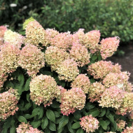 Гортензия Жемчужина Фестиваля (Perle de Festival) метельчатая Гортензия Жемчужина Фестиваля (Perle de Festival) метельчатая