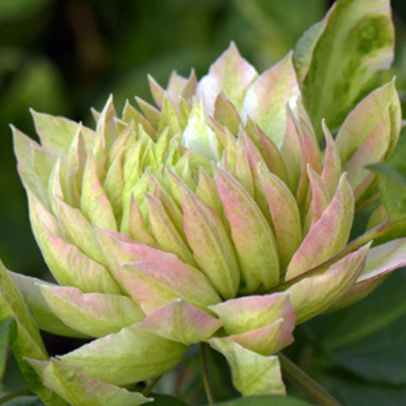 Клематис Сен-но-казе (Sen-no-kaze) купить с доставкой Клематис Сен-но-казе (Sen-no-kaze) купить с доставкой