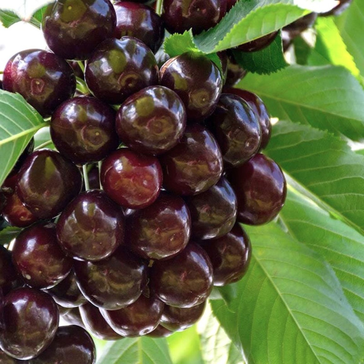 Вишня Шоколадница купить в интернет-магазине Любвитского питомника с ...