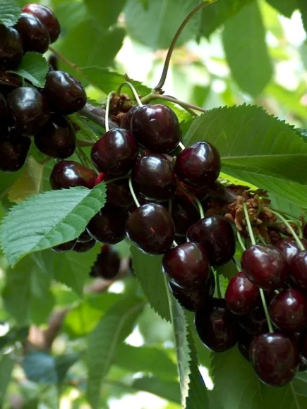 Вишня Шоколадница купить с доставкой Вишня Шоколадница купить с доставкой