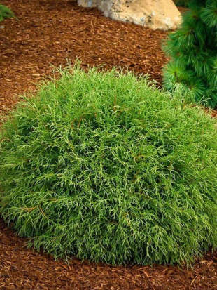 Туя западная Боулинг Болл (Bowling Ball)