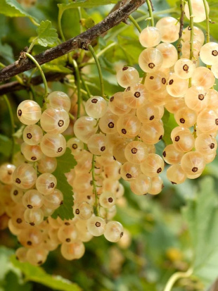 Смородина белая Баяна