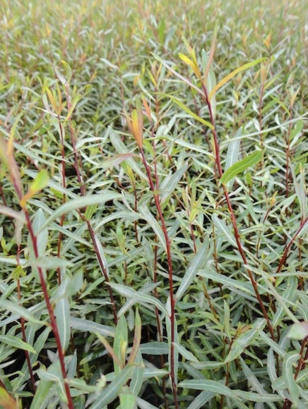 Ива Нана (Nana) купить с доставкой