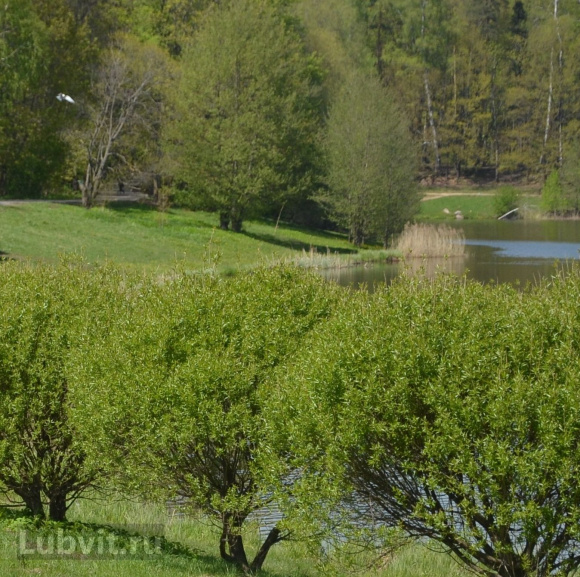 Ива Нана (Nana) купить с доставкой Ива Нана (Nana) купить с доставкой