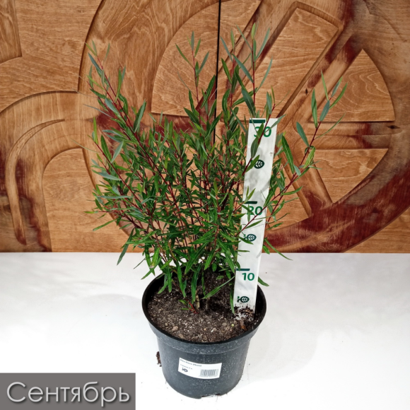 Ива Нана (Nana) купить с доставкой Ива Нана (Nana) купить с доставкой