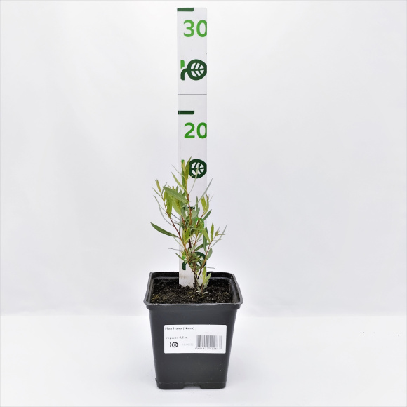 Ива Нана (Nana) купить с доставкой Ива Нана (Nana) купить с доставкой