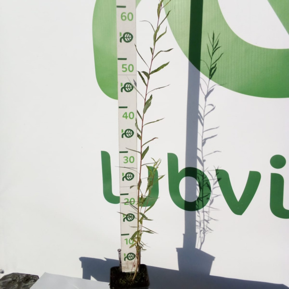 Ива Нана (Nana) купить с доставкой Ива Нана (Nana) купить с доставкой