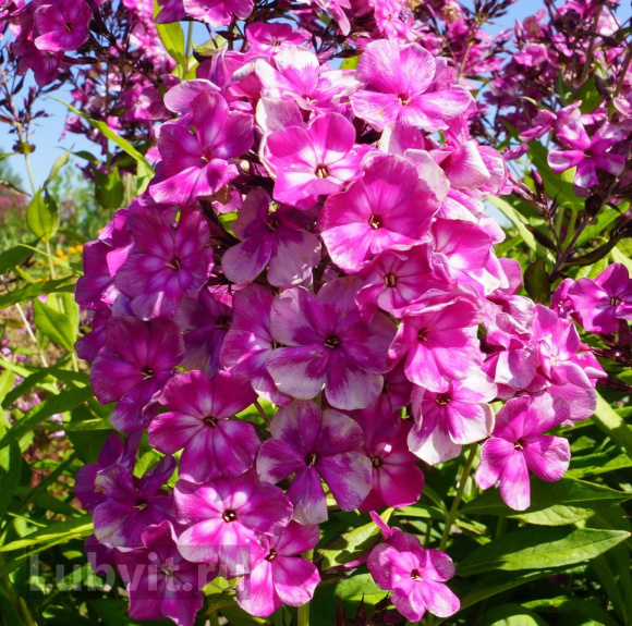 Флокс Конек-Горбунок купить с доставкой